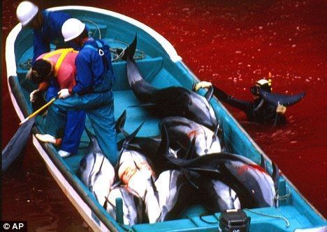 在太地町海灣，日本漁民宰殺海豚，周圍海水已被染成紅色。