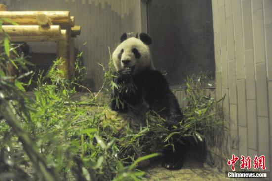 2011年2月22日，日本東京，雌性大熊貓“仙女”（“真真”）在上野動(dòng)物園內(nèi)。