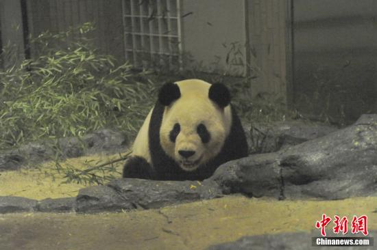 2011年2月22日，日本東京，雄性大熊貓“比力”（“力力”）在上野動物園內(nèi)。