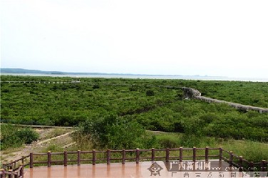 保護(hù)紅樹(shù)林 北侖河口保護(hù)區(qū)五年新添14類(lèi)物種
