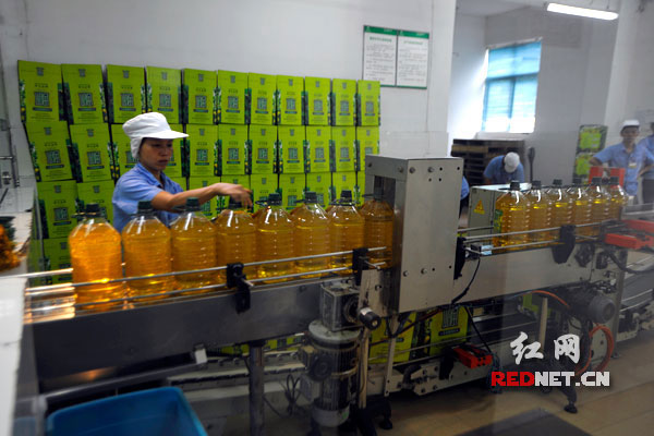 圖片說明：盡管山潤山茶油的生產(chǎn)線滿負(fù)荷，但要滿足市場的需求變得越來越吃力。