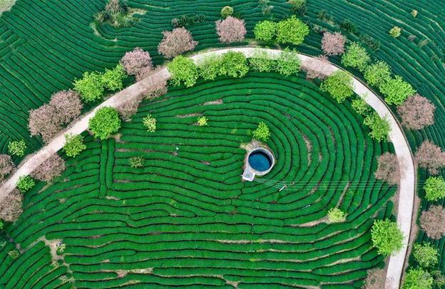 （社會）（1）福建漳平：打造“花樣”產業(yè)
