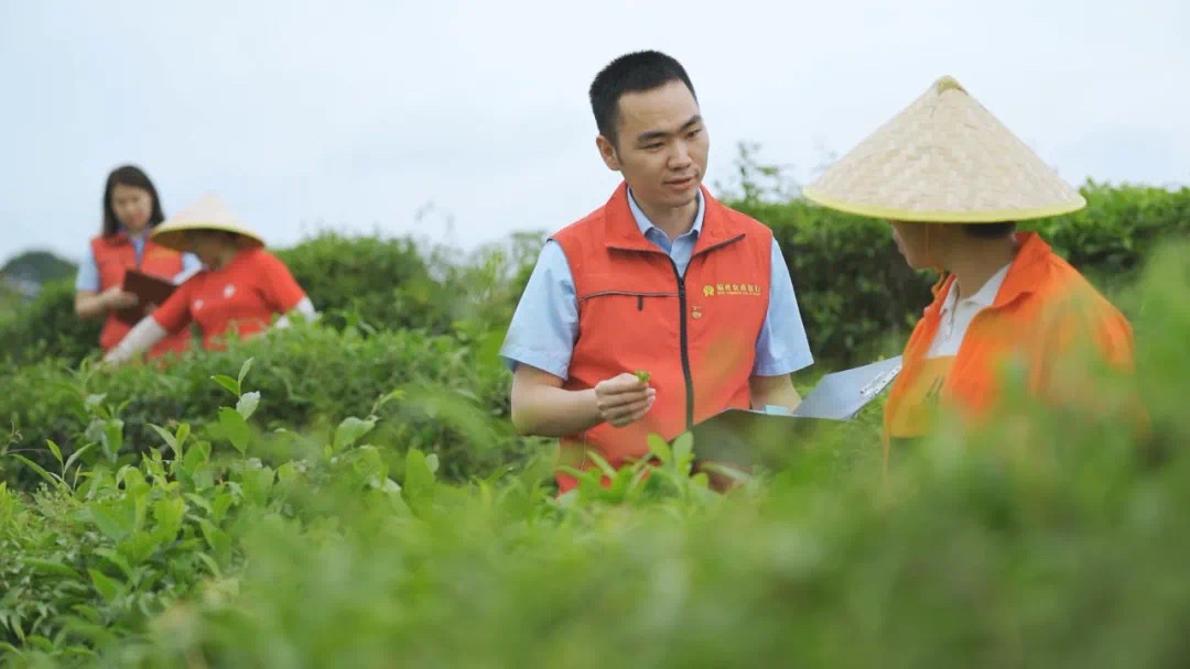 福州農(nóng)商銀行金融助理在茉莉花茶園向茶農(nóng)了解茉莉花種植情況。.jpg