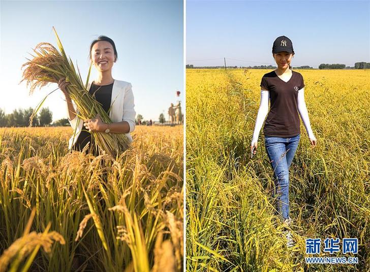（圖文互動(dòng)·豐收的味道）（1）愛紅妝　更戀稻香——吉林兩位返鄉(xiāng)女大學(xué)生的“稻夢空間”