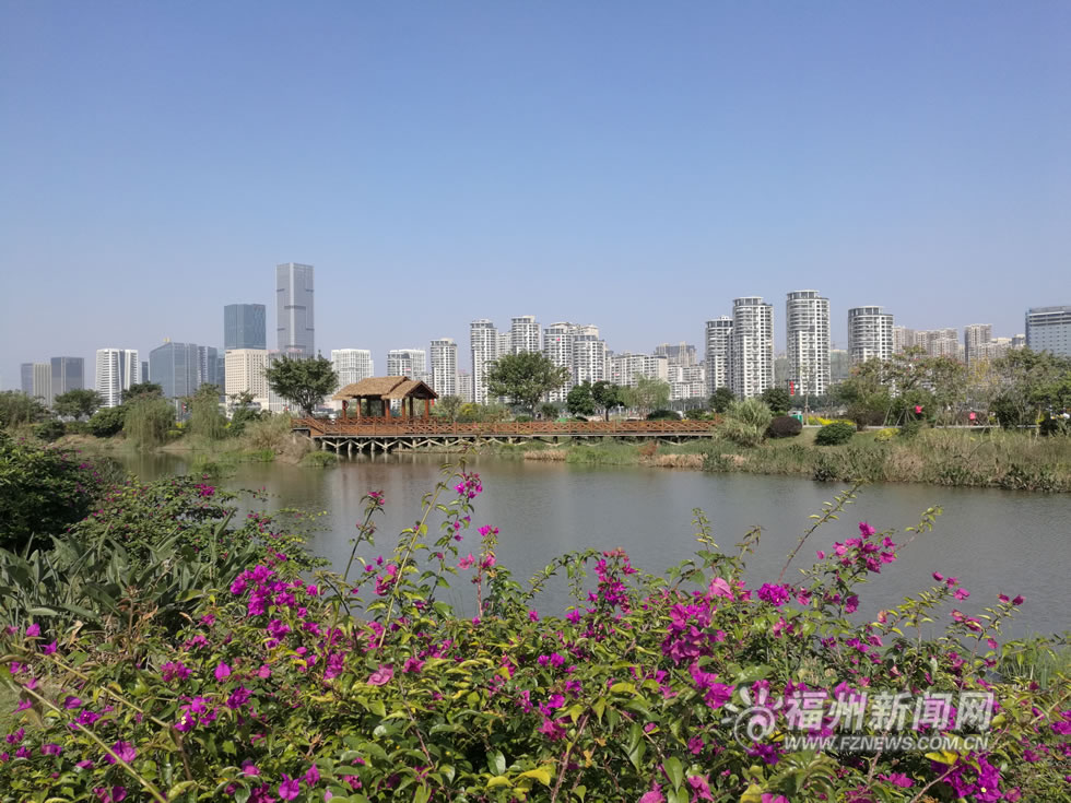 “福州藍”下，福州公園成金色花海