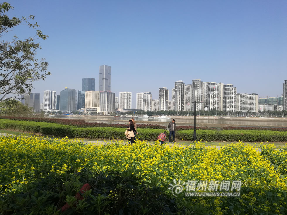 “福州藍(lán)”下，福州公園成金色花海
